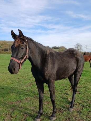 Pouliche-M-sortant-entrainement