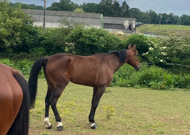 Jument-sortant-entrainement