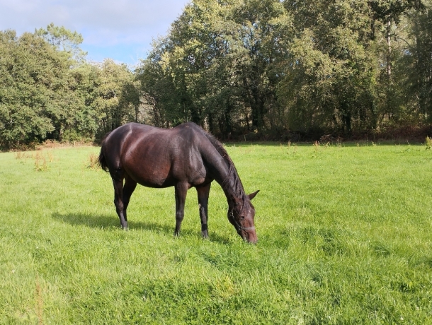 Vends-pouliniere-par-PODOSIS