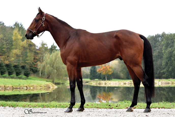 Vends-saillie-FACE-TIME-BOURBON-(Ready-Cash--Vita-Bourbon-par-Love-You)