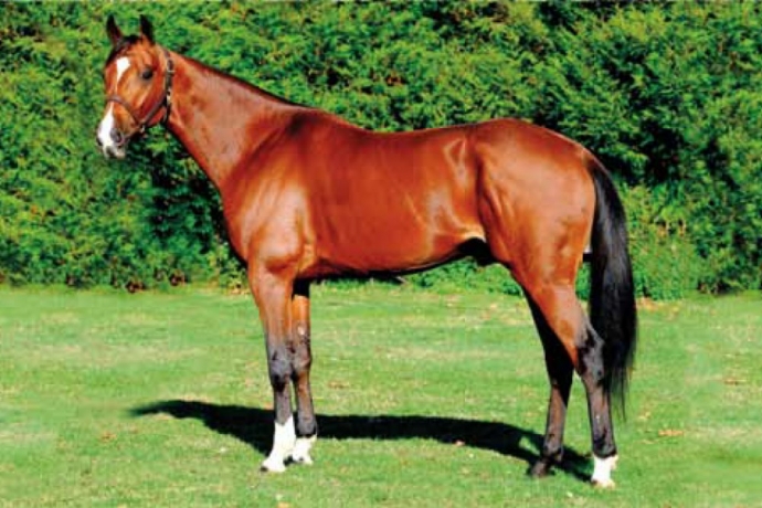 Vends-saillie-FEELING-CASH-(Ready-Cash-Royale-Star-par-Coktail-Jet)