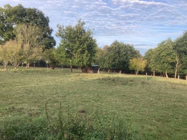 Pension-(-Elevage--chevaux-au-repos)-1