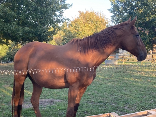 Pension-(-Elevage--chevaux-au-repos)-0