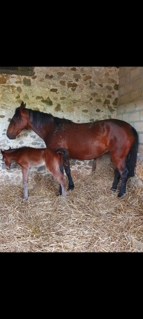 Gloria-des-Bordes-saillie-payer-2025-et-26-1