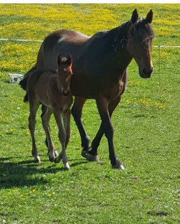 Gloria-des-Bordes-saillie-payer-2025-et-26