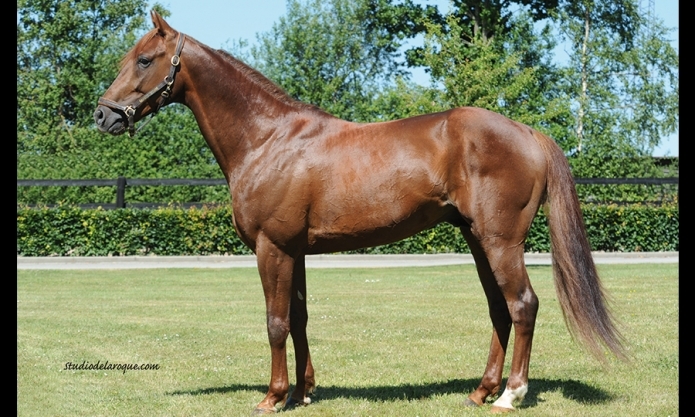 Cede-saillie-Booster-winner