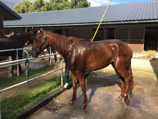 Vends-pouliniere-GODZILLA-VICI-(Booster-Winner--Tabarka-Vici-par-Olitro)-2