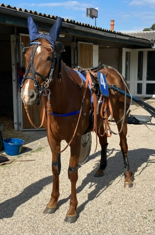 Vends-pouliniere-GODZILLA-VICI-(Booster-Winner--Tabarka-Vici-par-Olitro)