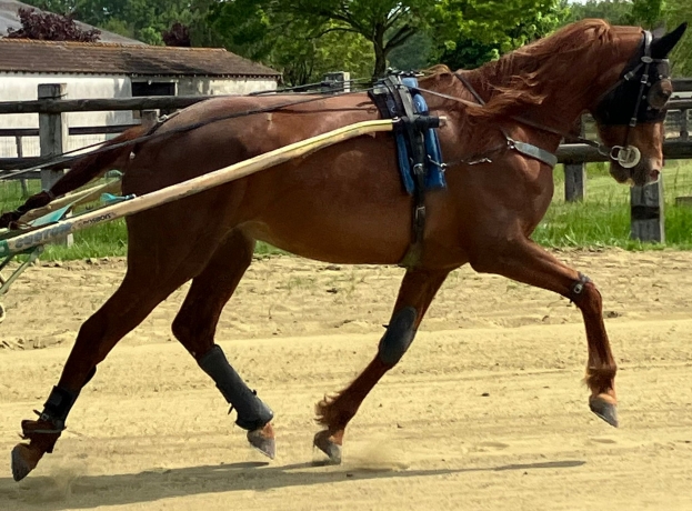 Vends-pouliniere-GODZILLA-VICI-(Booster-Winner--Tabarka-Vici-par-Olitro)-0