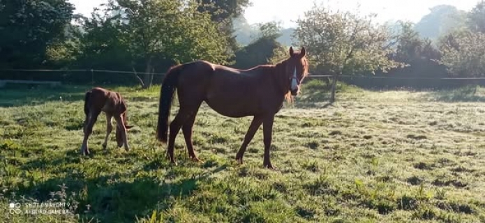 Vends-pouliniere-LADY-LET-S-GO-(Saxo-de-Vandel--Corelie-du-Goutier-par-Goetmals-Wood)