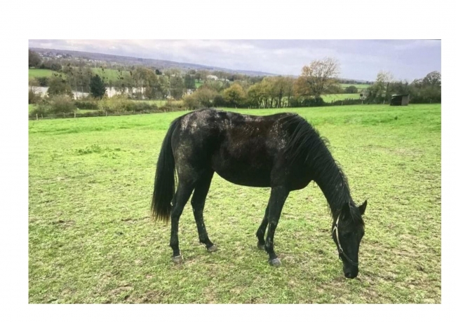 LOUE-OU-VEND-NEVERMIND-D-AUT-(-BOLD-EAGLE)-NON-QUALIFIEE