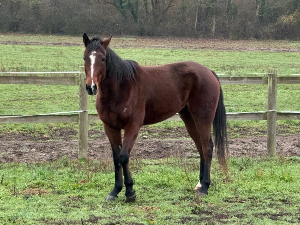 PARTS-A-SAISIR-POULICHE--M---QUALIFIEE