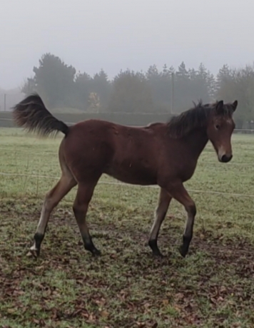 Ptilou-closbuis-(Joyner-sport-x-Danseuse-d-am-(Coktail-jet))