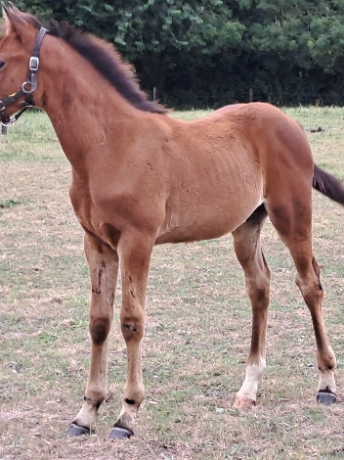 Foal