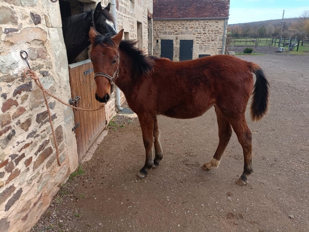 Panamera-Jam-de-gospel-pat-0