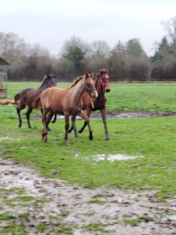 Plusieurs-foals-1