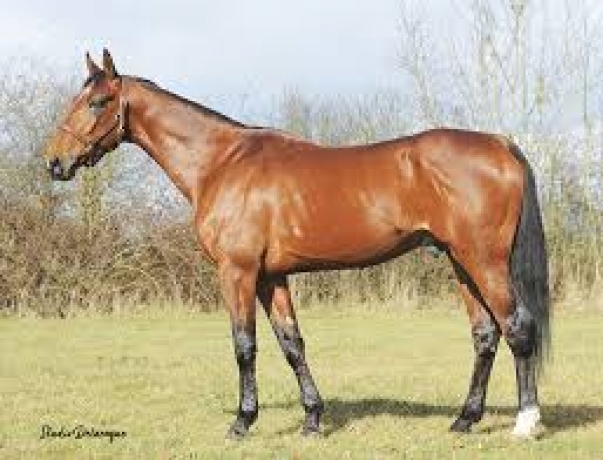 SAILLIE-SCIPION-DU-GOUTIER-remisee