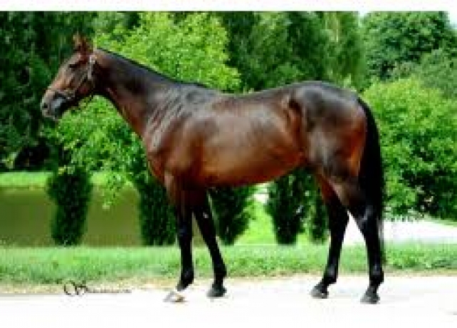 Vends-saillie-sans-TVA-KNOCKONWOOD-ET-JEAN-Balthazar-0