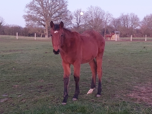Poulains-de-severino-et-gangster-du-wallon