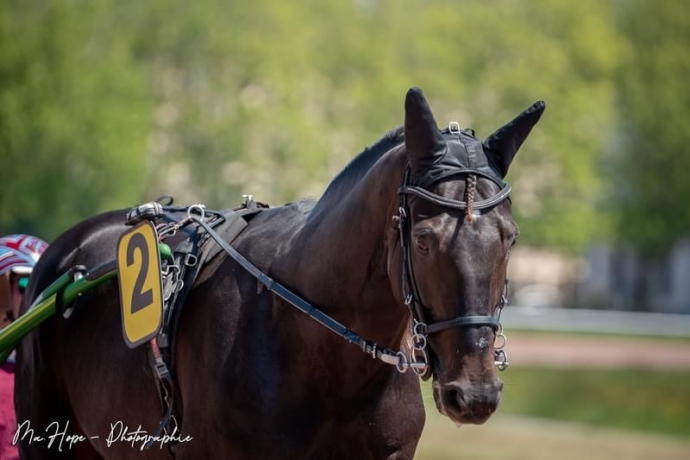 Saillie-2026-de-Gamay-de-l-Iton-(Bird-Parker-x-Story-de-l-Iton-par-Buvetier-d-Aunou)-1