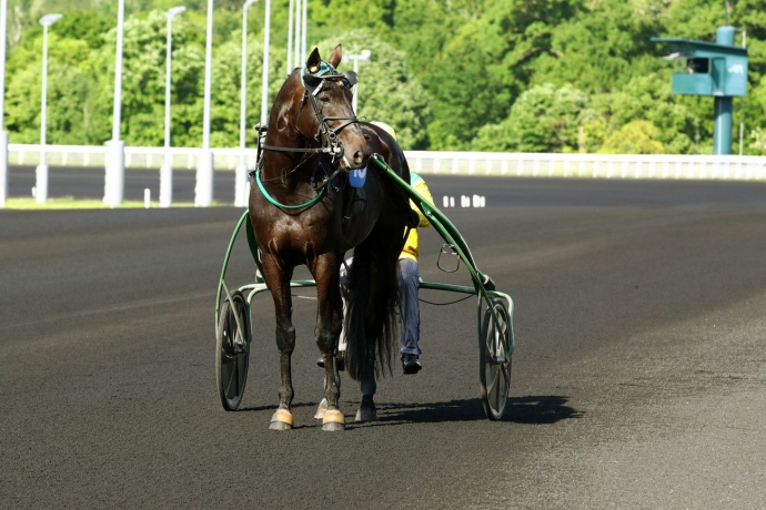 Saillie-2026-de-Gamay-de-l-Iton-(Bird-Parker-x-Story-de-l-Iton-par-Buvetier-d-Aunou)-0