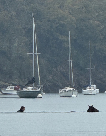 Vend-Jappeloup-Carnois-0