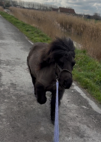 Mini-poney