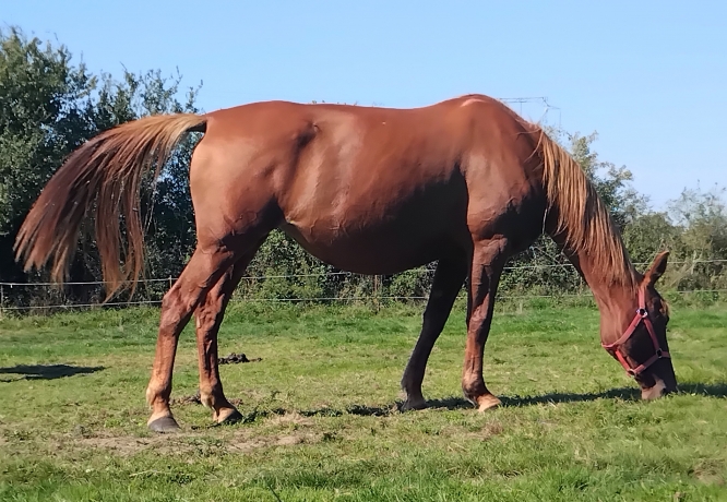 Association-Poulinieres-avec-un-pedigree-de-qualite