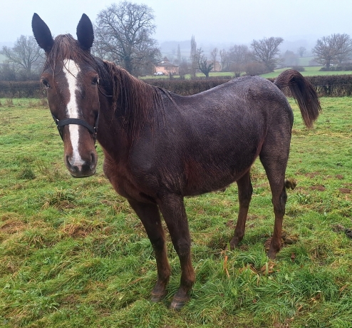 Pouliniere-Dame-des-goujons-1-14-