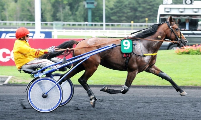 Vend-Saillies-Alto-de-Viette-(-READY-CASH---MINI-CEINTURE)