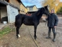 Cessation-d’activite-pour-raison-de-sante--cede-2-Yearlings-TF-2