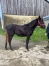 Cessation-d’activite-pour-raison-de-sante--cede-2-Yearlings-TF-1
