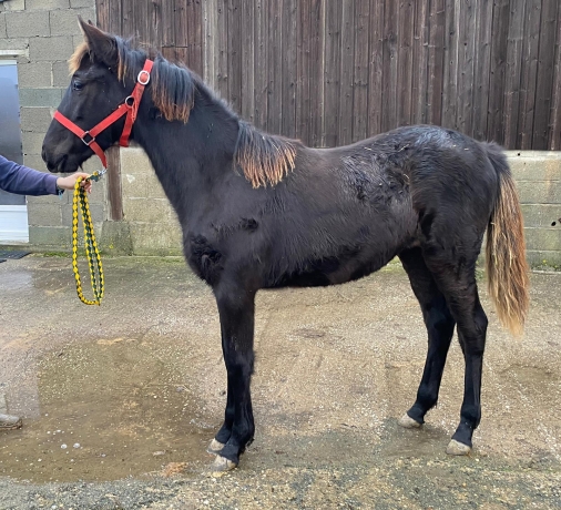 Cessation-d’activite-pour-raison-de-sante--cede-2-Yearlings-TF-0