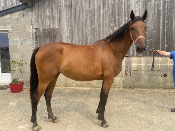 Cessation-d’activite-pour-raison-de-sante--cede-2-poulinieres-TF-pleines-0