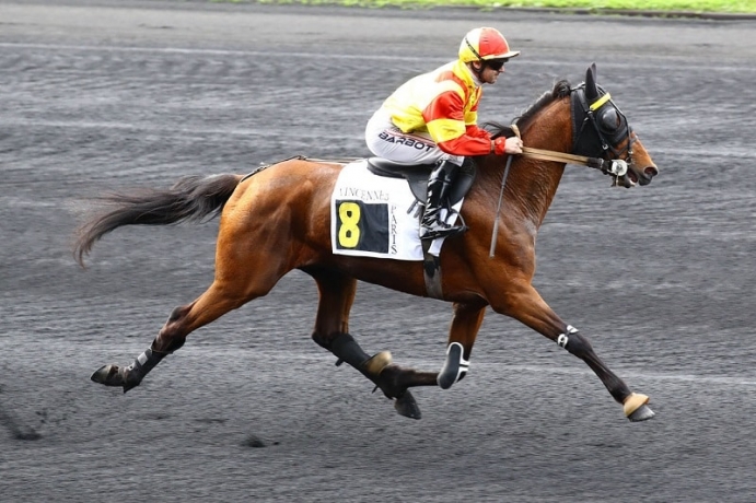 Vends-saillie-sans-TVA-JEAN-BALTHAZAR