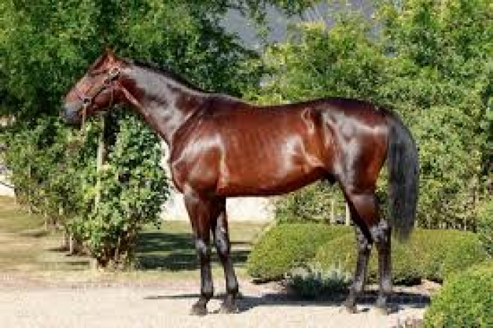 Vends-saillie-sans-TVA-ICI-C-EST-PARIS