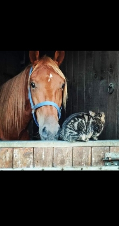 Part-trotteur-opportunite-janvier