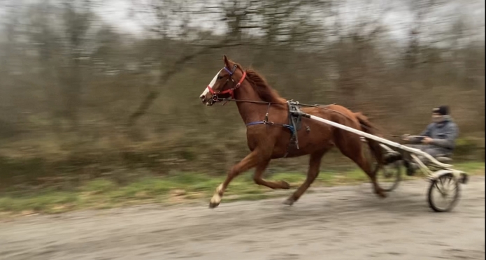 Essais---debourrage-poulains