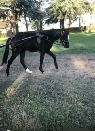 Obstinee-du-Maro-par-Good-boy-ligneries
