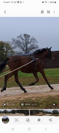 Vend-10--ou-20--de-2-chevaux-a-l-entrainement-