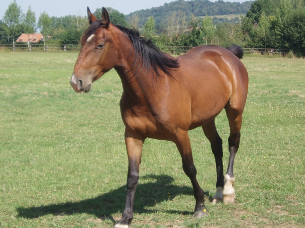 Je-prends-hongre-ou-jument-en-fin-de-carriere-pour-retraite-0