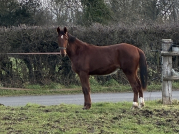 a-vendre-Optimus-fays-1