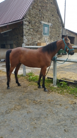 A-VENDRE-10--POULINIERE-PLEINE-DE-DIJON