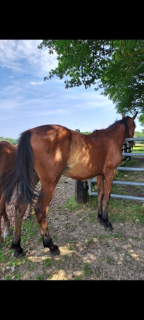 Part-d-Osaka-de-jordan---Fille-Bold-eagle