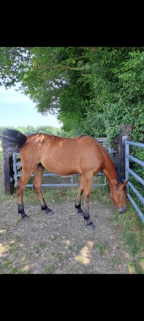 Part-d-Osaka-de-jordan---Fille-Bold-eagle-1