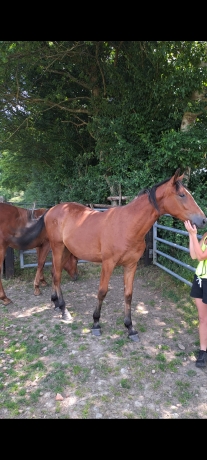 Part-d-Osaka-de-jordan---Fille-Bold-eagle-0