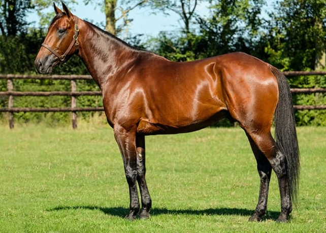 Vends-saillie-GOLDEN-BRIDGE-(Ready-Cash--Usenza-par-Coktail-Jet)