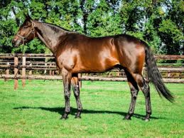 Vends-saillie-HOHNECK-(Royal-Deam--Caranca-par-Ready-Cash)