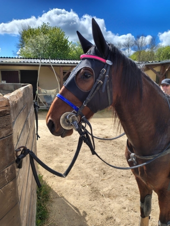 Cherche-entraineur-pour-pouliche-M-qualifiee