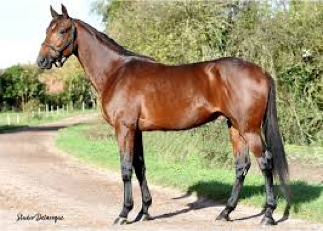 Vends-saillie-JEAN-BALTHAZAR-(Alto-de-Viette--Dynamite-des-Vaux-par-Saxo-de-Vandel)-0